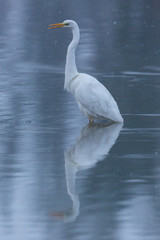 mirrored great white egret (egretta alba) standing in water during snowfall