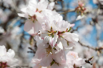 Obraz premium Almonds Orchard, white flowers