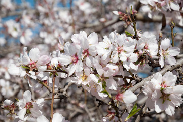 Almonds Orchard, white flowers