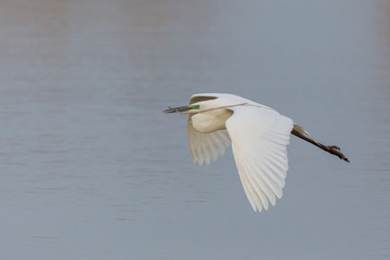 great white egret (egretta alba) in flight with branchlet in beak