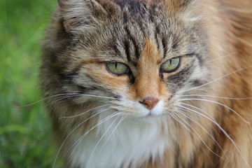 Portrait einer Katze