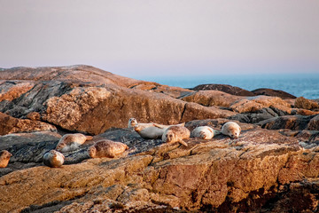 Seals Sunbathing