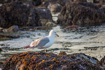 Seagull On Seaweed Covered Rock at Low Tide