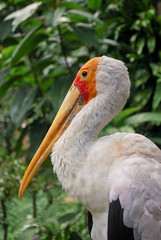 Stork