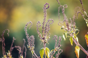 Whimsical Purple Flowers