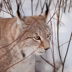 Abordable Eurasian Lynx, portrait in winter field