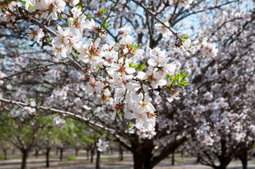 Almonds Orchard, white flowers