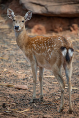 a beautiful brown in wildlife