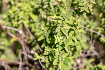 Green fresh organic thyme plant in nature (mountain thyme)