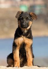 shepherd puppy on a walk on the beach