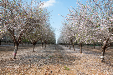 Almonds Orchard, white flowers