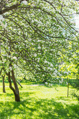 background with flowering crabapple in the Park in spring sunny