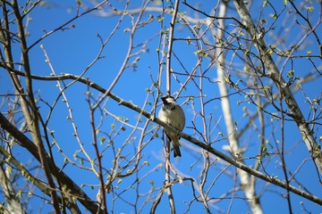 Superbe moineau