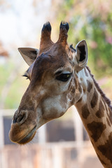 a beautiful portrait giraffe