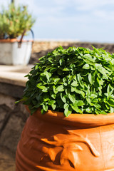 A beautiful antique pot with basil on the background of a clay wall