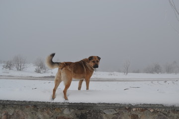 dog in snow