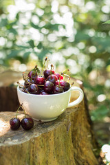 Cherry white Cup summer in the Park, close-up, free space
