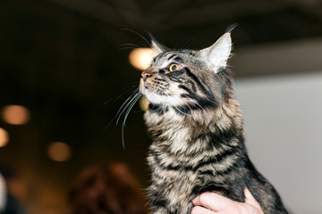 Naklejka premium Cat