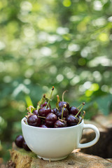 Cherry white Cup summer in the Park, close-up, free space
