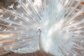 Obraz premium a beautiful the white peacock