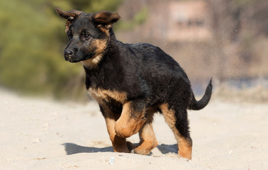 shepherd puppy on a walk on the beach