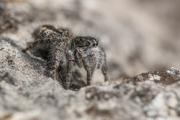 Jumping spider Philaeus chrysops in Czech Republic