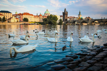 White swans floating near the shore in old Prague, center, Czech Republic