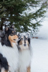 two collies portrait in winter snow
