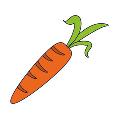carrot fresh vegetable cartoon