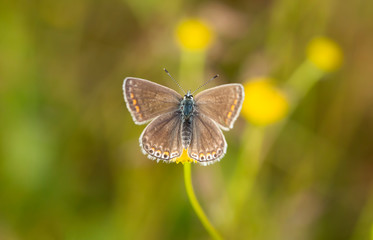 Beatiful butterfly in nature. Wild life natural photo.