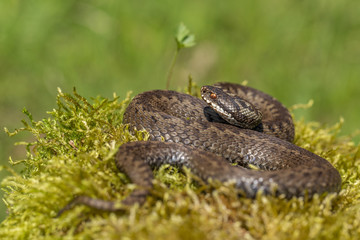 European viper Vipera berus in Czech Repblic
