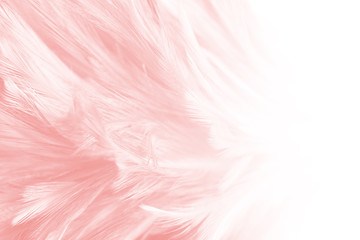 Beautiful soft pink vintage color trends feather pattern texture background