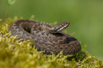 European viper Vipera berus in Czech Repblic