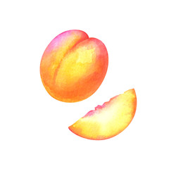 hand painted watercolor illustration of slices and whole apricot isolated on white background