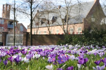 City wall with crocus flowers