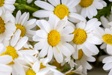 Close up white daisy spring season photo