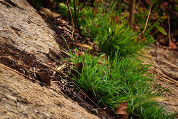 Fototapeta premium green moss on a tree