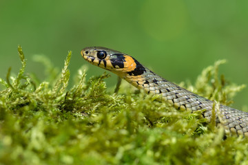 The Grass snake Natrix natrix in Czech Republic