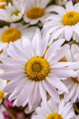 Close up white daisy spring season photo