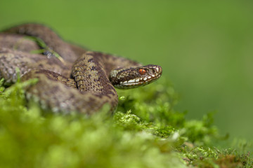 European viper Vipera berus in Czech Repblic