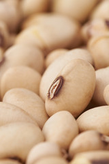 soybeans background closeup