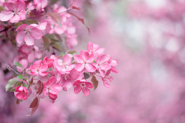 Pink apple flowers blossom in spring. Spring wallpaper