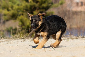 Fototapeta na wymiar active puppy german shepherd