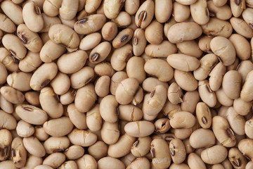soybeans background texture