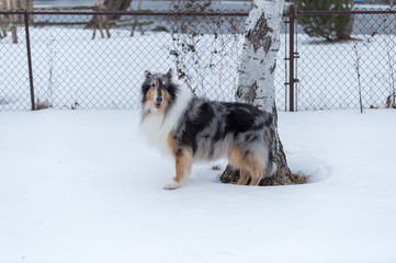 Collie in winter portrait