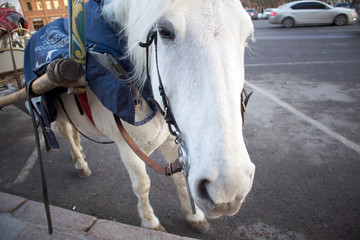 Fototapeta na wymiar Funny cute white horse harnessed to a walking carriage waiting for the tourists on the city street