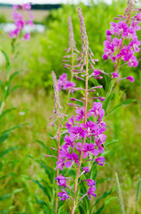 Flowers fireweed, epilobium,  Ivan-tea against a green meadow and sky with clouds, healthy food, traditional medicine.