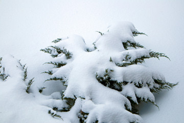 Winter garden, frozen thuja branches covered with snow close up. Winter mood