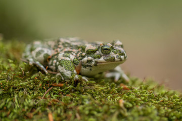 Green toad Bufotes viridis, also Pseudepidalea or Bufo in Czech Republic