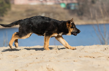 active puppy german shepherd